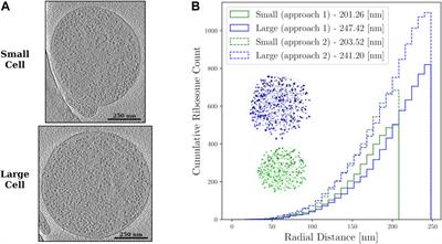 Generating Chromosome Geometries in a Minimal Cell From Cryo-Electron Tomograms and Chromosome Conformation Capture Maps